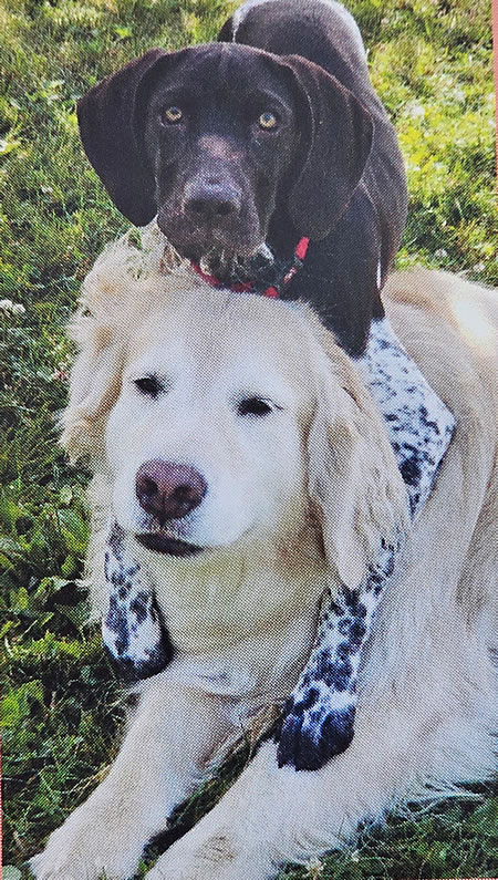 two dog buddies