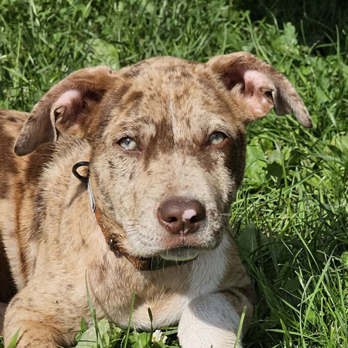 Brown dog