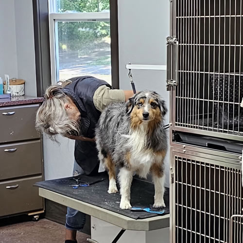 Giving a dog his bath