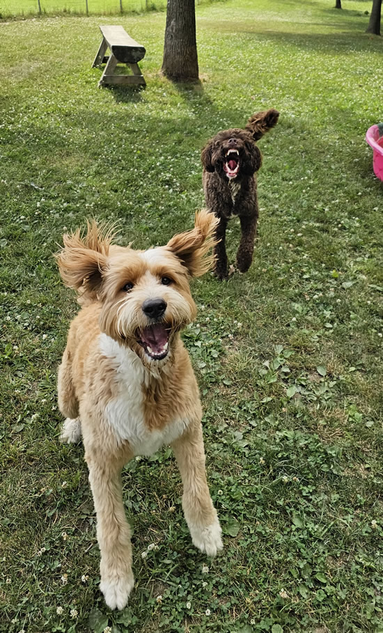 Furry guests playing in yard