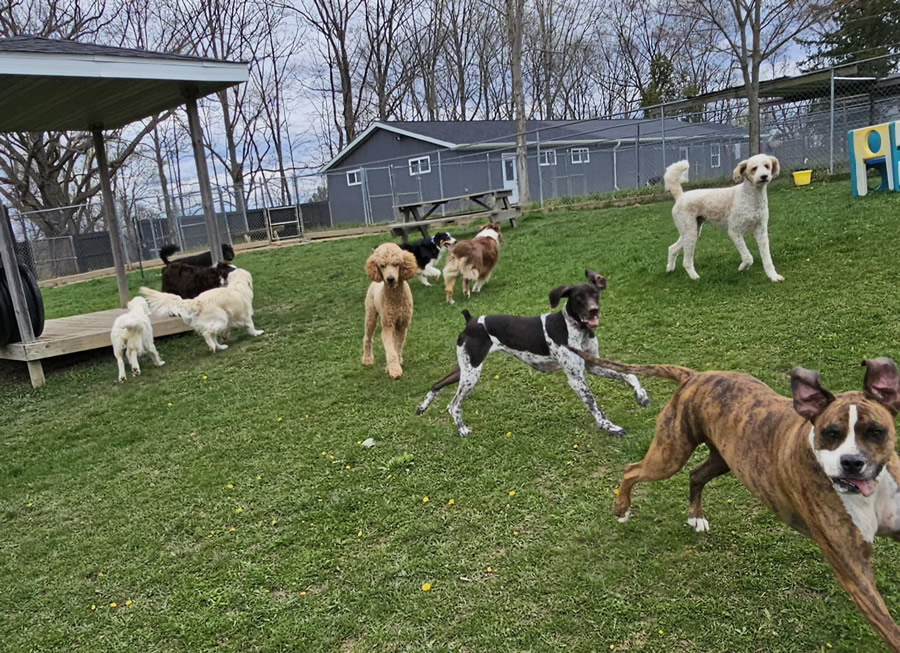 One of the kennel play yards